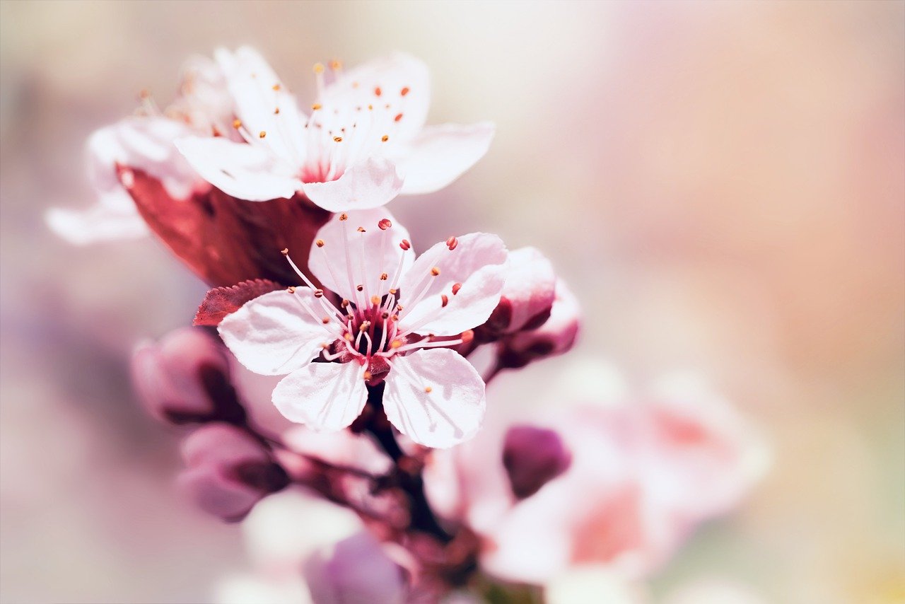 cherry blossoms, petals, nature-7783525.jpg