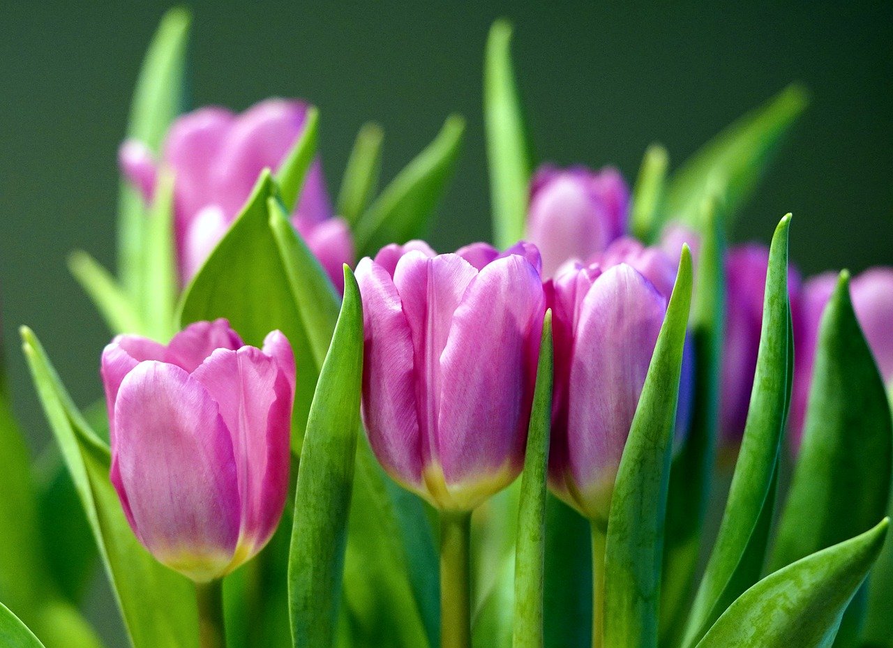 flower, tulips, spring-7790105.jpg